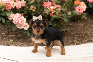 Nikita - puppy for sale