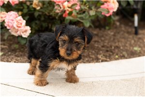 Norton - Yorkshire Terrier - Yorkie for sale