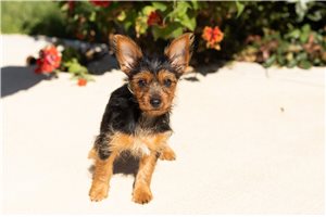 Piper - Yorkie for sale