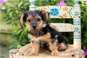 Izzy - Yorkshire Terrier - Yorkie for sale