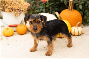 Parker - Yorkie for sale