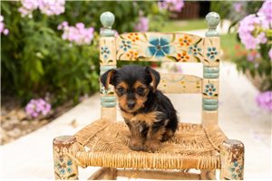 Indie - Yorkshire Terrier - Yorkie for sale