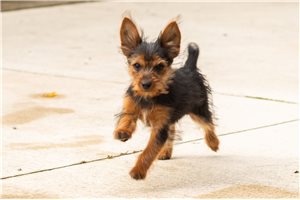 Penelope - Yorkshire Terrier - Yorkie for sale