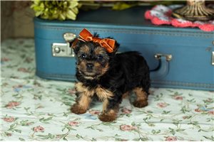 Genevieve - Yorkshire Terrier - Yorkie for sale
