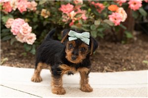 Nila - puppy for sale