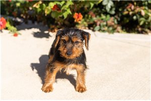Parker - Yorkie for sale