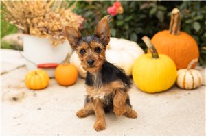 Piper - puppy for sale