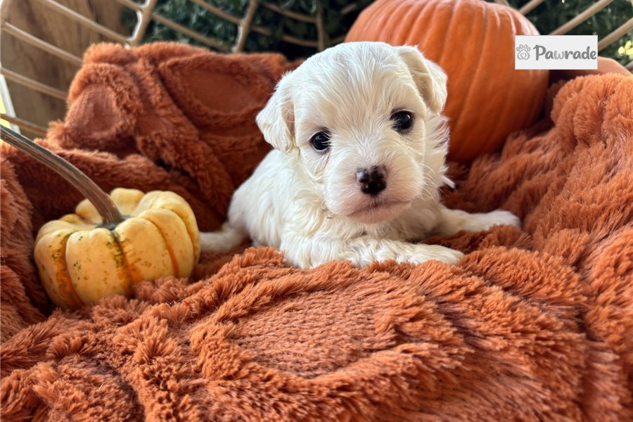 Kingston, male Havanese puppy for sale