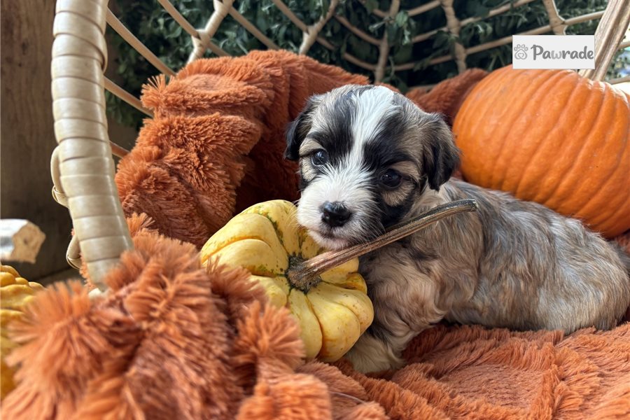 Kevin - Havanese for sale