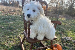 Daisy - Havachon for sale