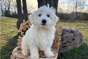 Gunther - Havachon for sale