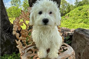 Neeson - Havachon for sale
