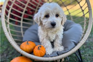 Gustavo - puppy for sale