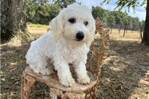 Aggy - puppy for sale