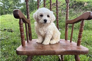 Aggy - puppy for sale