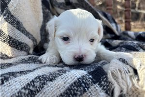 Neeson - Havachon for sale