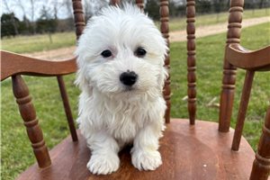 Nelson - Havachon for sale