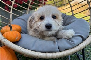 Georgia - puppy for sale