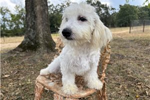 Aida - puppy for sale