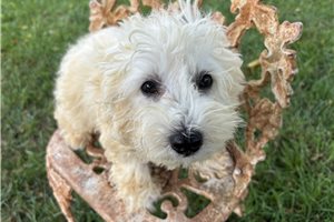 Agnes - Havachon for sale