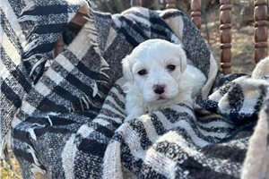 Neon - Havachon for sale