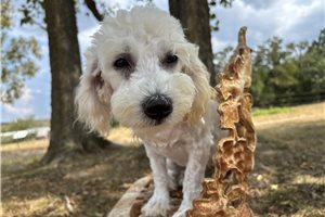 Agnes - puppy for sale