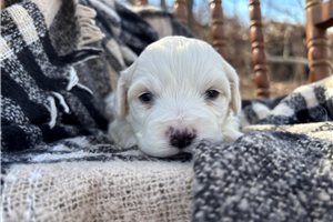 Naveen - Havachon for sale