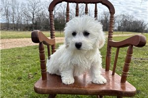 Neon - Havachon for sale