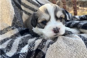 Nedd - Havachon for sale