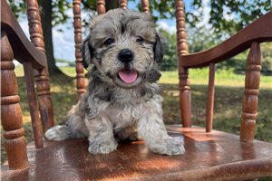 Delilah - puppy for sale
