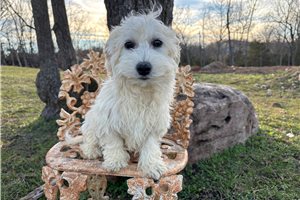 Gracie - Havachon for sale