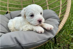 Aggy - Havachon for sale