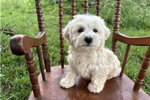 Agnes - puppy for sale