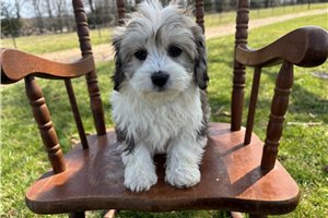Nedd - puppy for sale