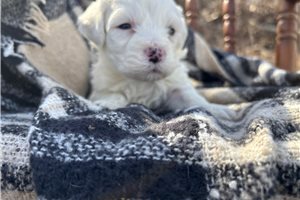 Nelson - Havachon for sale