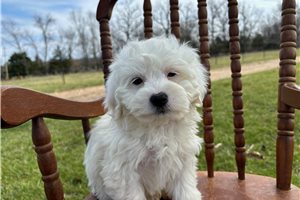 Neeson - Havachon for sale