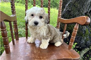 Adriana - puppy for sale