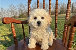 Jocelyn - Havachon for sale