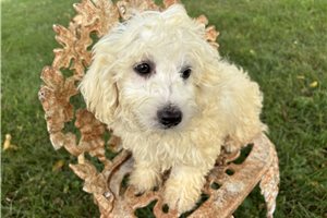 Aggy - Havachon for sale