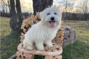 Giselle - Havachon for sale