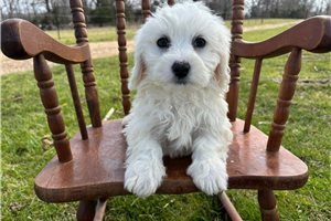 Naveen - Havachon for sale