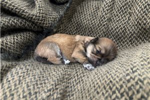 Grace - Havanese for sale