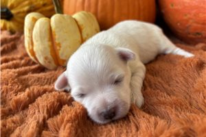 Kiki - puppy for sale