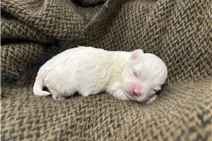 Gabriella - Havanese for sale