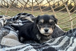 Genesis - Havanese for sale