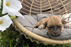 Emma - puppy for sale