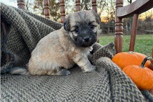 Hillary - puppy for sale