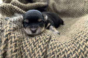 Genesis - Havanese for sale