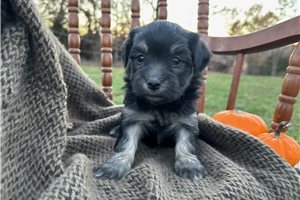 Harlow - Havanese for sale