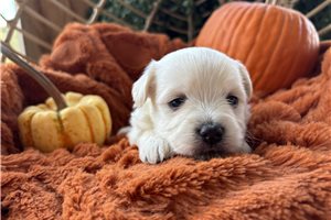Kiki - Havanese for sale